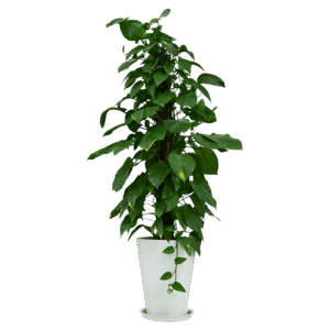 tree1